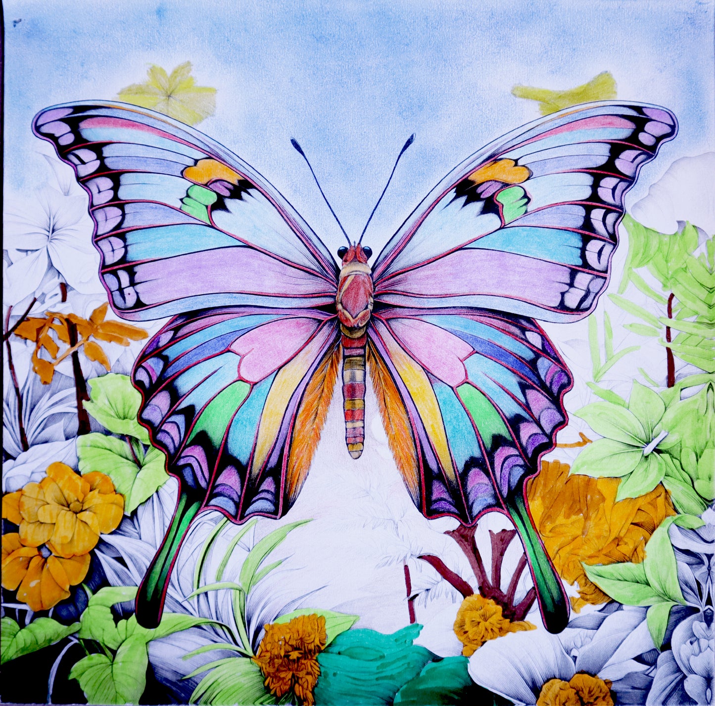 Wildlife Collection Colouring Posters - Animal Art | iColor
