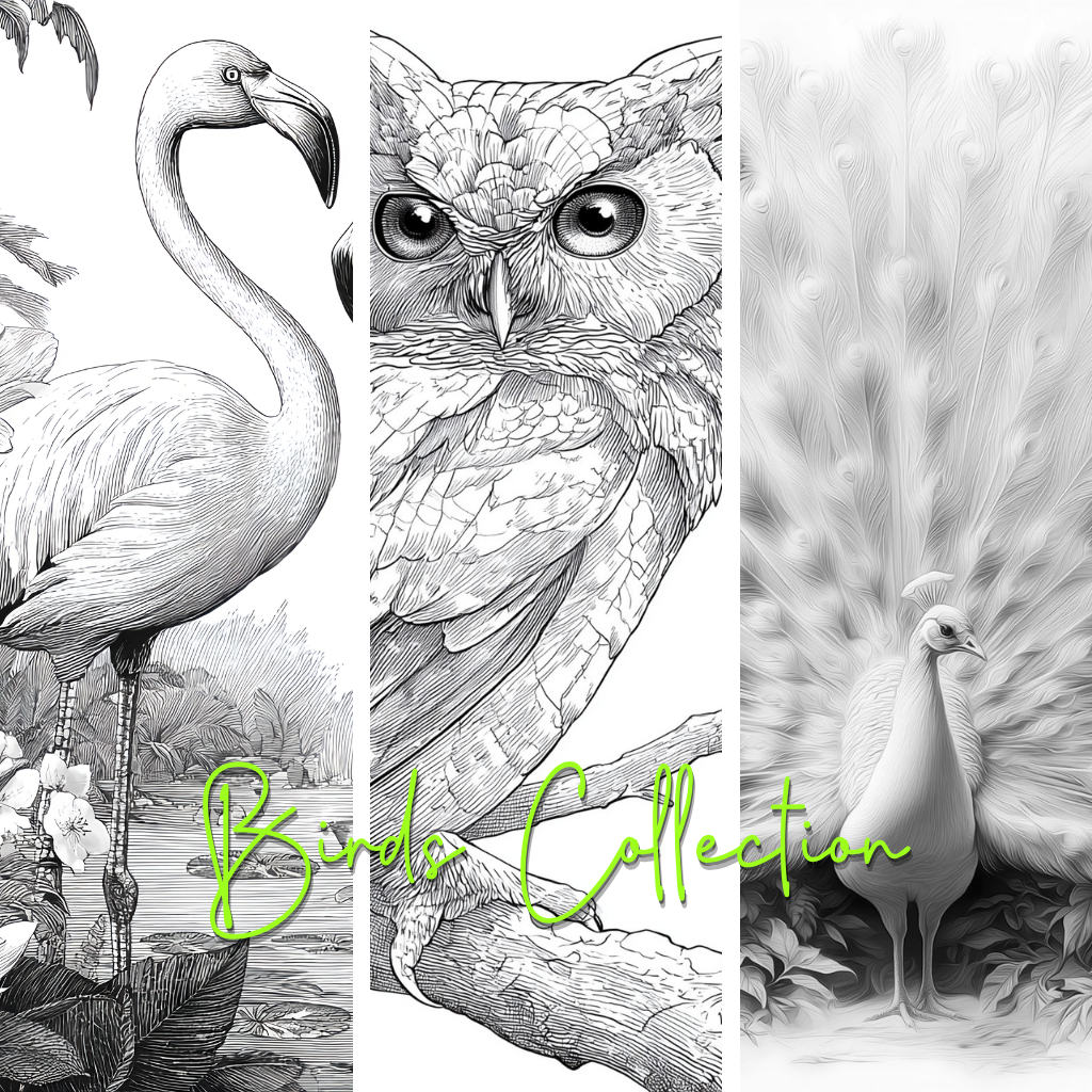 Collection Colouring Bird Collection Colouring Posters - Bird Art | iColor – iCOLOR
