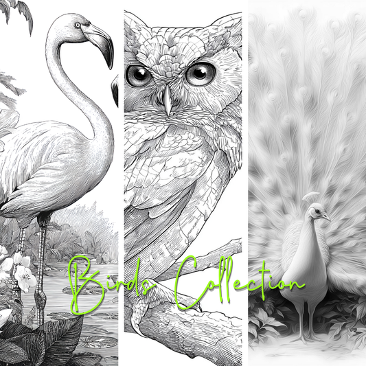 Birds Collection Colouring Boards - Bird Art | iColor