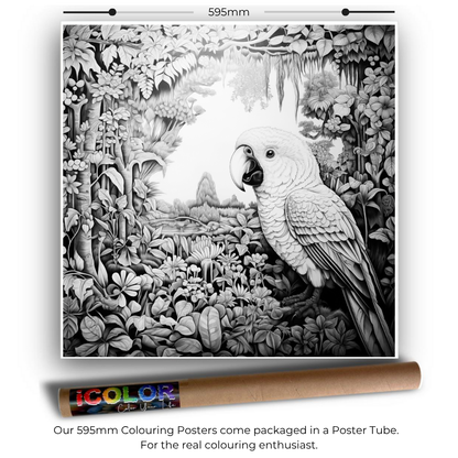 Bird Collection Colouring Posters - Bird Art | iColor