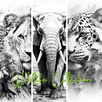 Wildlife Collection Colouring Posters - Animal Art | iColor